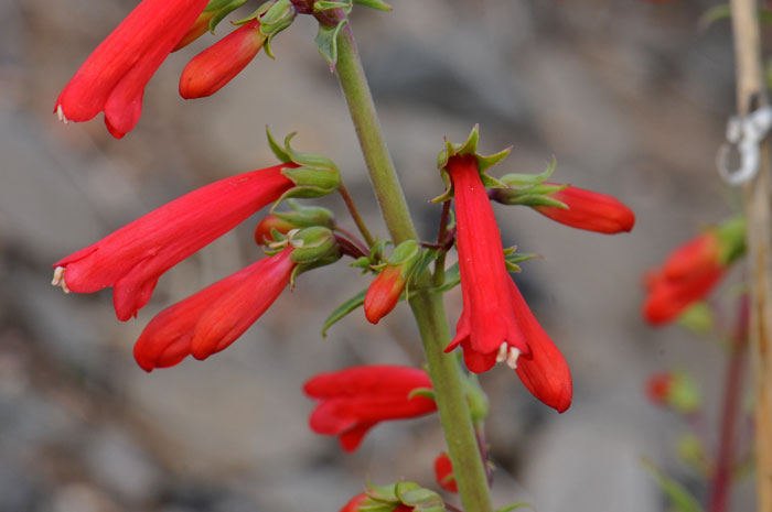 Firecracker Penstemon has beautiful red or scarlet showy tubular flowers that bloom from February to August in the southwestern United States. Penstemon eatonii Firecracker Penstemon has beautiful red or scarlet showy tubular flowers that bloom from February to August in the southwestern United States. Penstemon eatonii